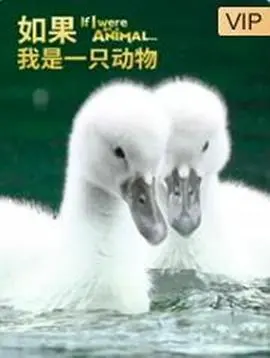 《如果我是一只动物》：化身万物，探索自然的奇幻之旅